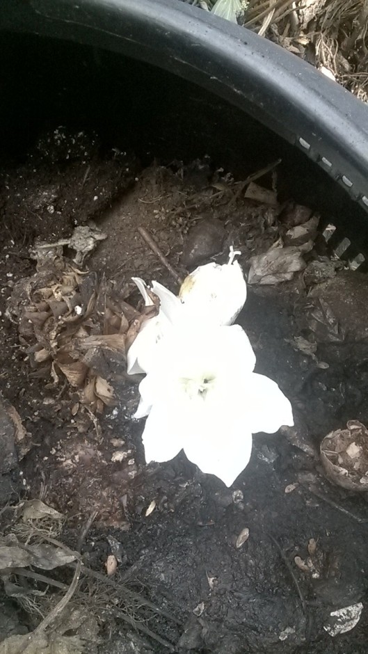 Amaryllis flowering  in the compost, 18 July 2014 